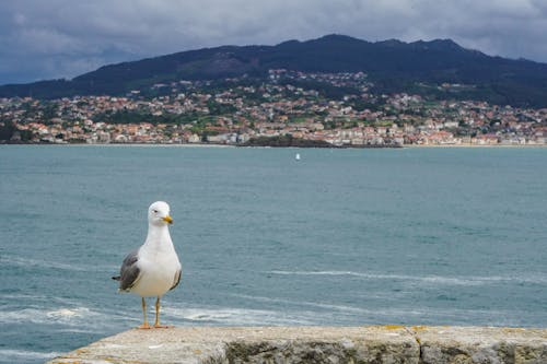 Free Photo of a Seagull Near a Body of Water Stock Photo