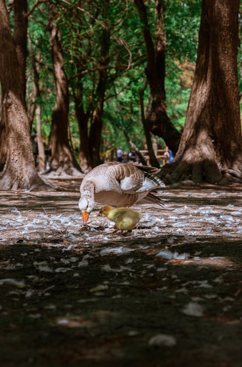 Brown Duck on Brown Soil