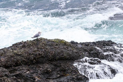 Ilmainen kuvapankkikuva tunnisteilla aalto, kallio, lintu Kuvapankkikuva