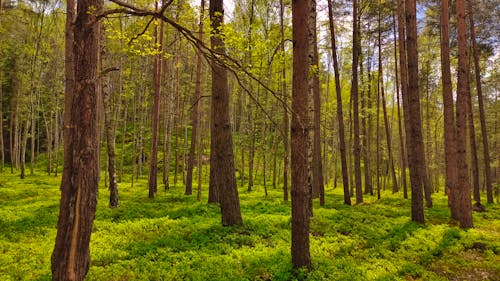 木, 森の中, 森林の無料の写真素材