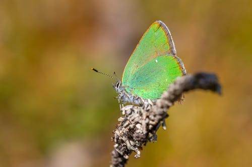 Green Butterfly on Brown Tree Branch