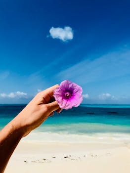 Close-up of a purple flower held by a hand against a tropical beach in Zanzibar.