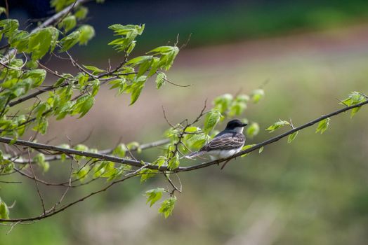 Brown Bird Perched on Brown Tree Branch