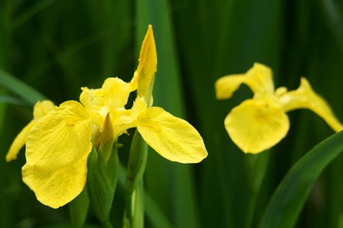 Yellow Flowers in Close Up Photography