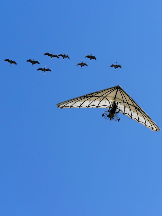 Motor Hang Glider Flying next to a Flock of Ducks 