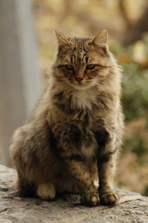 Close-Up Shot of a Siberian Cat 