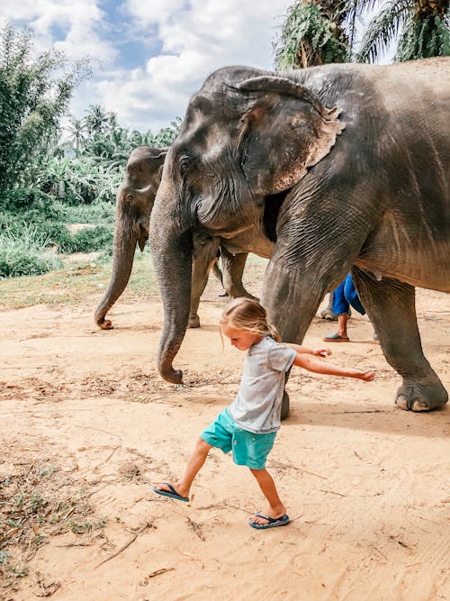 Gratis Fotos de stock gratuitas de animal, elefantes, enorme Foto de stock