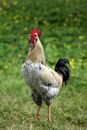 Rooster on Green Grass Meadow