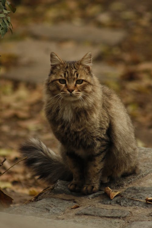 Close-Up Shot of Siberian Cat on Concrete Surface
