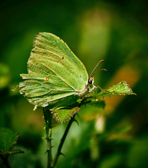 An Insect Perching on a Leaf