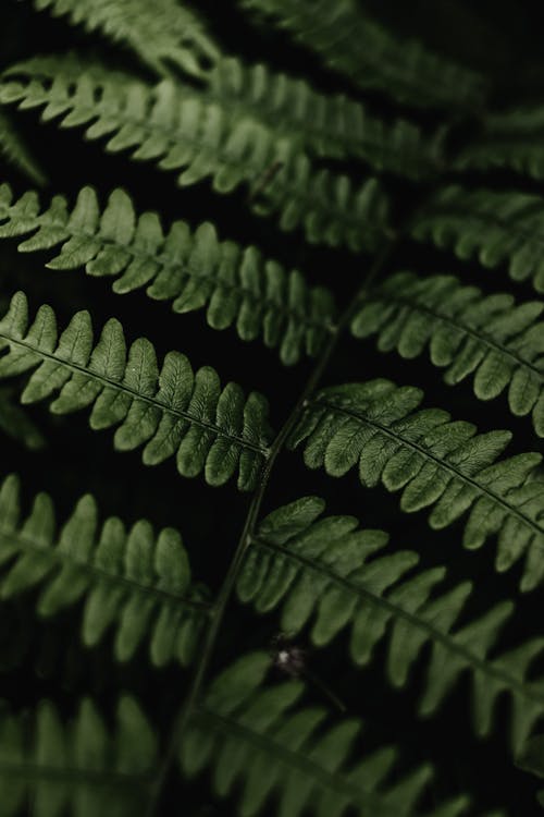 Close-up of Fern Leaf 