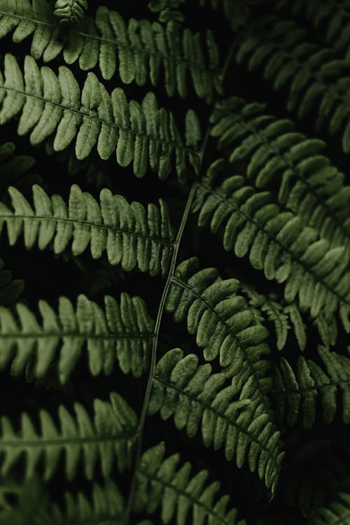 Close-up of Fern Leaf 