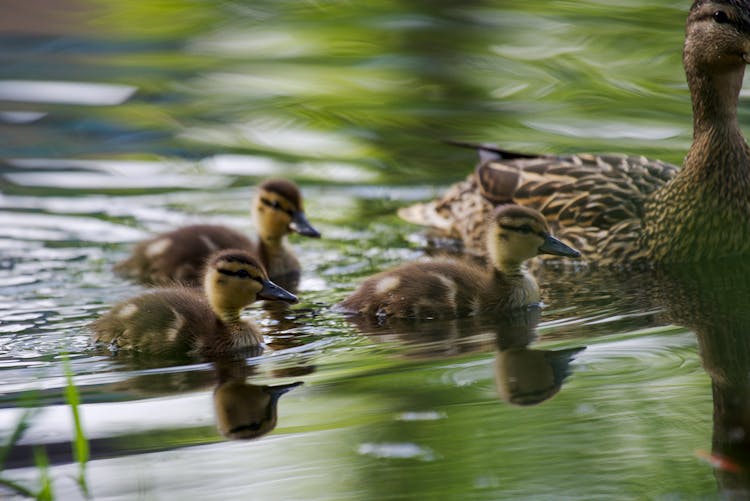 Ducklings With Duck On The Water