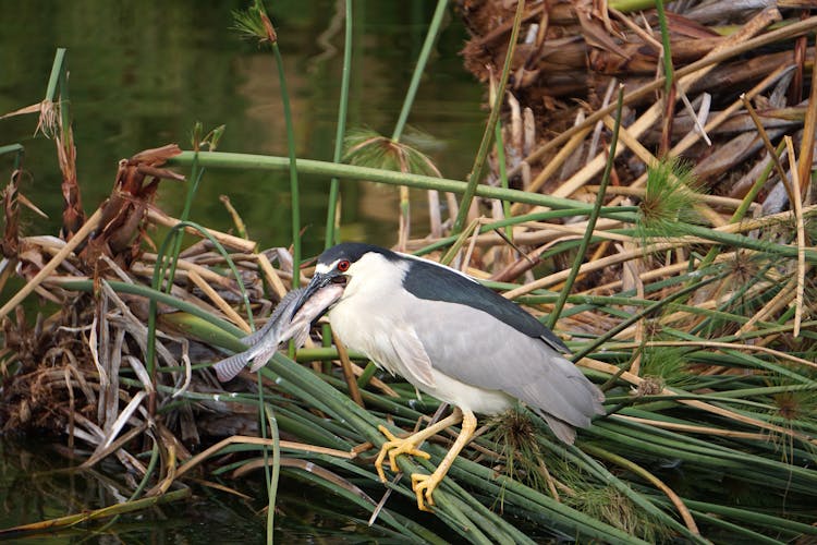 Bird Catching Fish