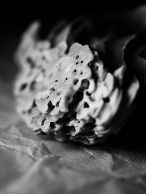 Darmowe zdjęcie z galerii z czarno-biały, martwa natura, muszla