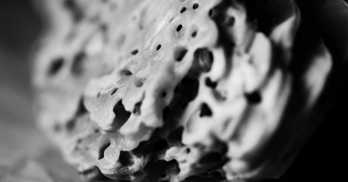 Grayscale Shell Grayscale Photo of a Shell · Free Stock Photo