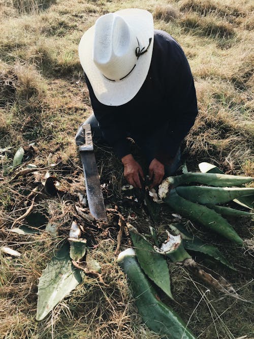 Free Man Cutting Aloe Leaves Stock Photo
