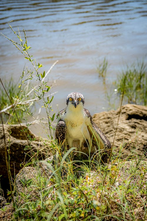 Free Osprey on Lakeside  Stock Photo