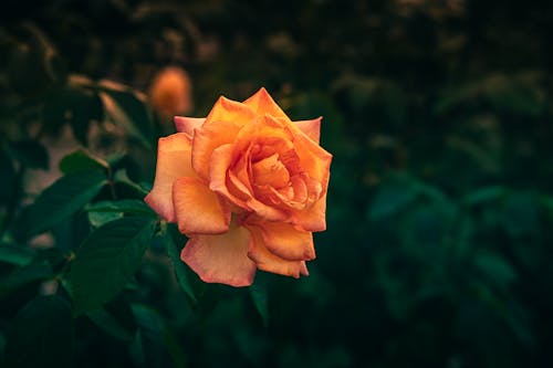 Free Orange Rose in Blooming  Stock Photo