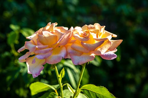Close-up Photo of Beautiful Roses