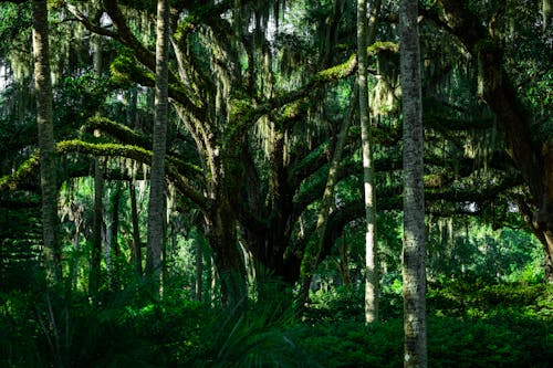 Бесплатное стоковое фото с деревья, лес, окружающая среда