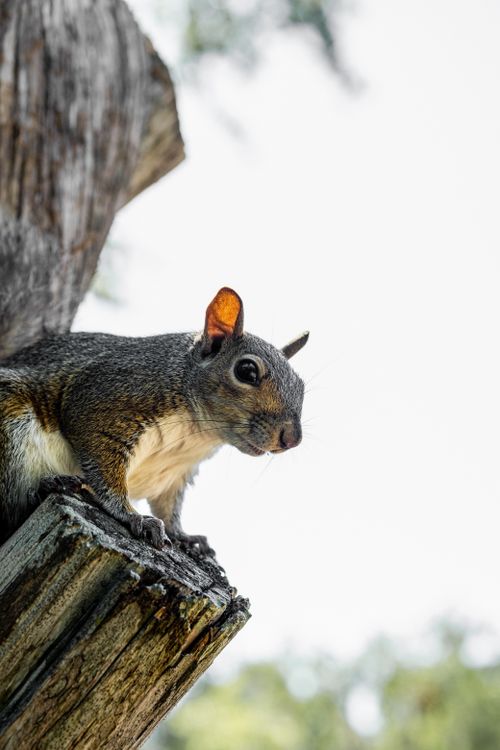 Free Portrait of a squirrel perched on a tree branch, showcasing its natural grace in a serene outdoor setting. Stock Photo