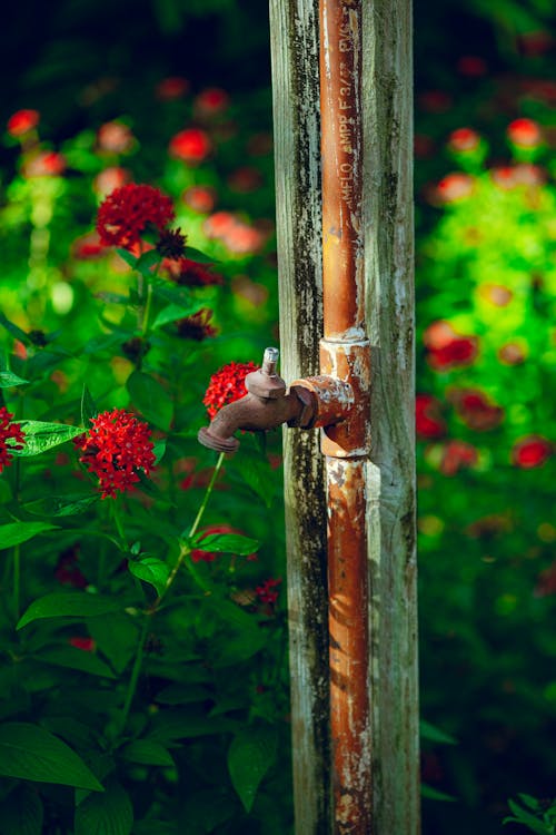 Free A Rusty Faucet beside Red Flowers Stock Photo