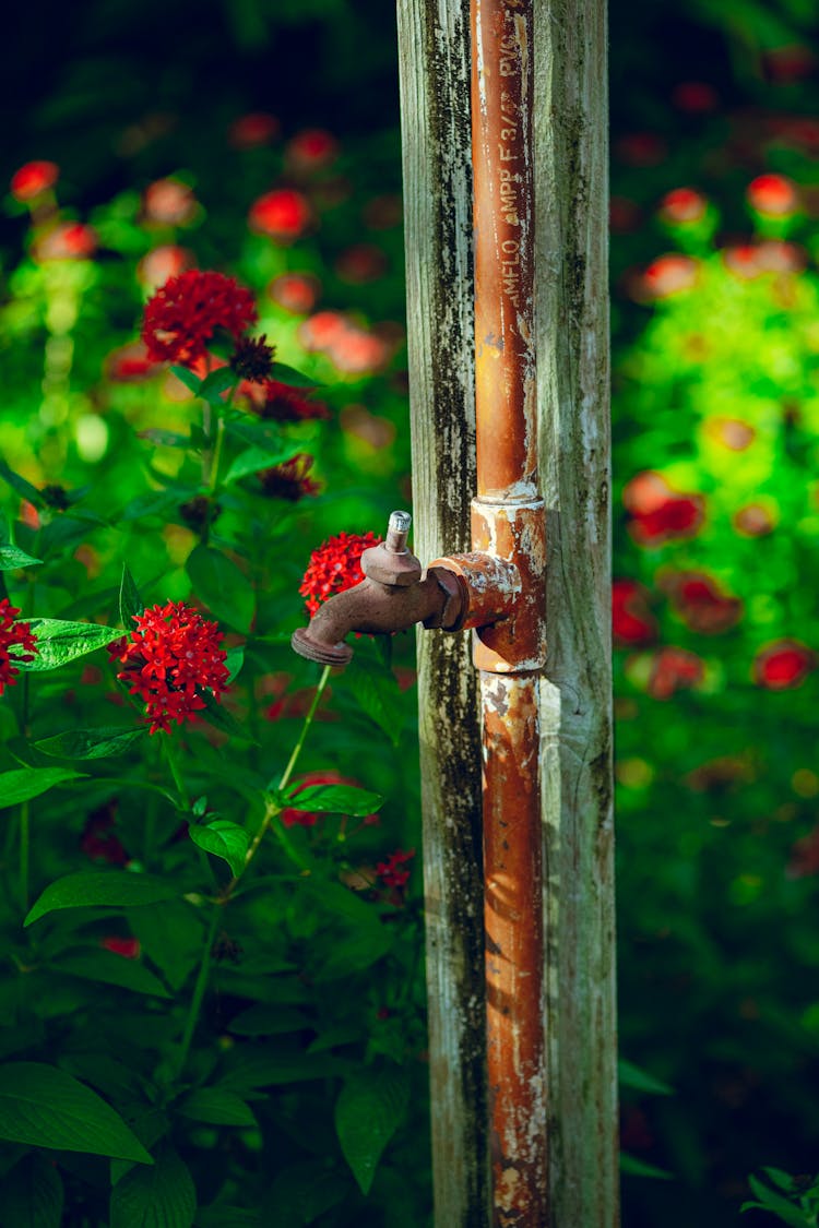 A Rusty Faucet Beside Red Flowers