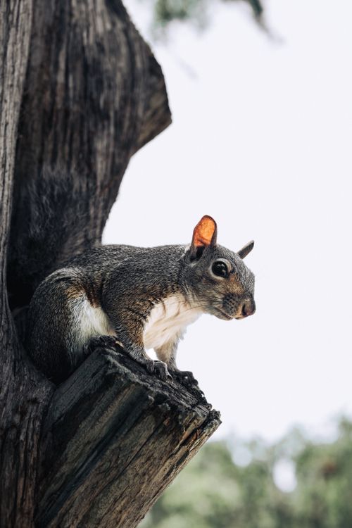 Free Gray squirrel perched on a tree branch, captured in an outdoor setting. Stock Photo