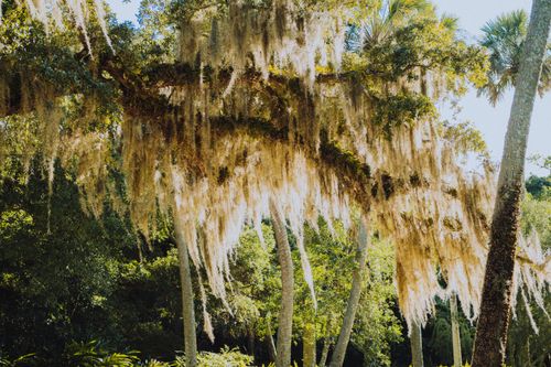 Free Spanish moss hanging from oak trees in a bright forest setting, showcasing natural beauty. Stock Photo