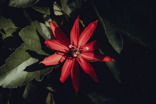 A Red Passion Flower