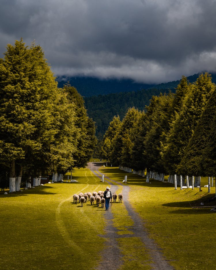 Sheppard With Sheep Walking Between Trees