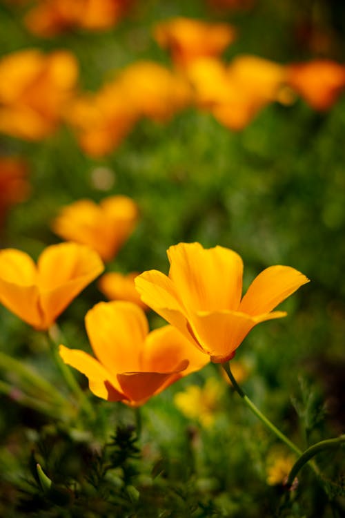 Free Yellow Poppy Flowers in Tilt Shift Lens Stock Photo