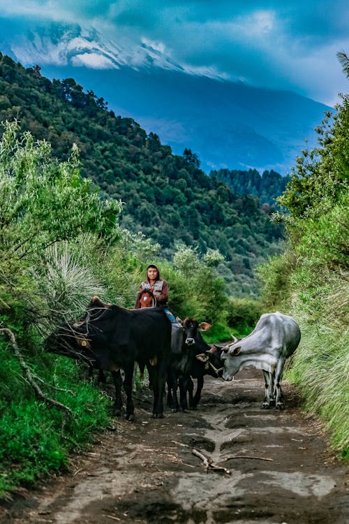 Man with Cattle in Mountains