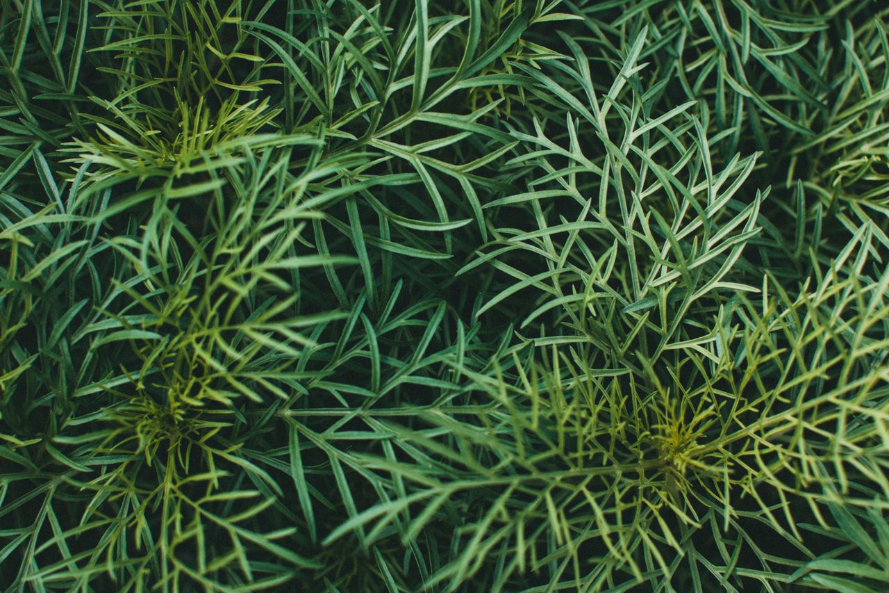 explore the verdant texture of dill leaves with this close up botanica