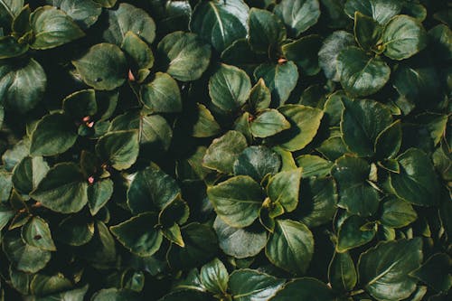 Close-Up Shot of Green Leaves