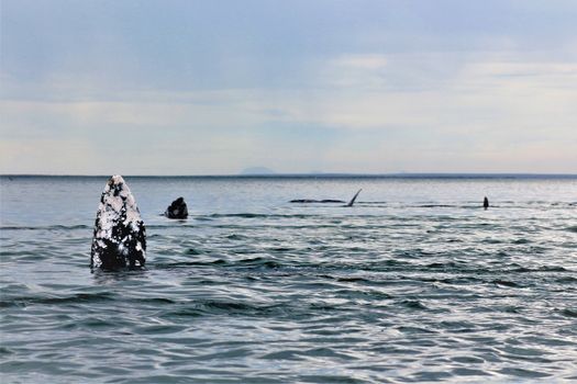 whale photo