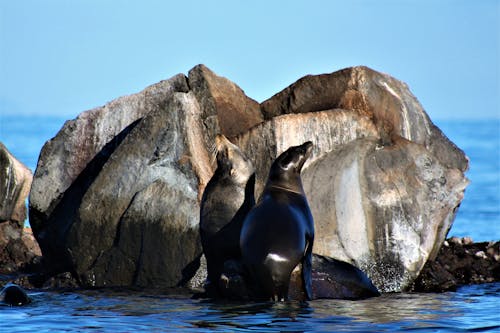 Gratis lagerfoto af forsegling, habitat, marine dyr Lagerfoto