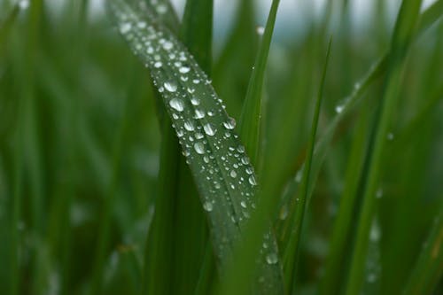 Water Droplets on Green Grass in Macro Photography 