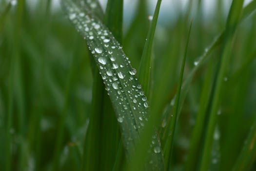 Macro shot of dewdrops on vibrant green grass, symbolizing freshness and nature's beauty.
