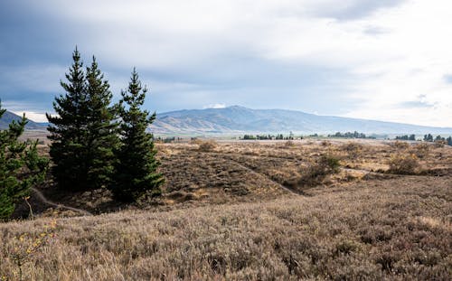 Photos gratuites de arbres de conifères, chaînes de montagnes, ciel nuageux