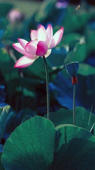 Beautiful lotus flower in full bloom captured in Taiwan's lush scenery.