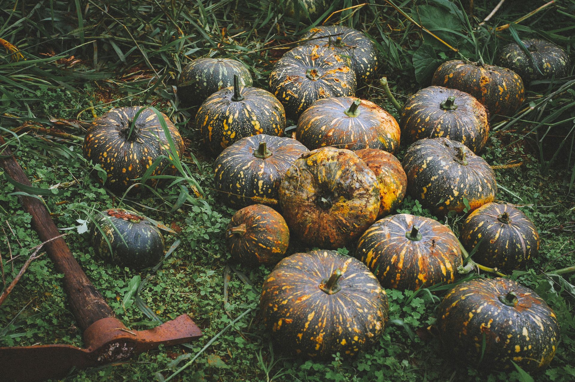 A collection of rustic pumpkins resting on grass with a rusty hoe nearby, capturing an autumnal rural scene.