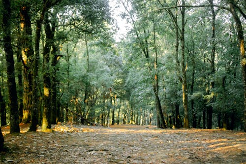 Fallen eaves Covering the Forest Ground