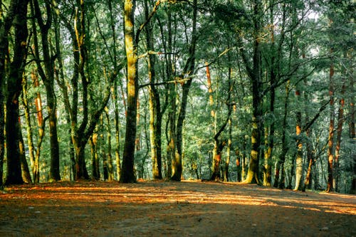 grátis Foto profissional grátis de árvores verdes, floresta, madeiras Foto profissional