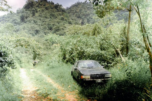 Ingyenes stockfotó erdő, fák, fekete autó témában