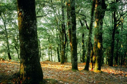 Free Tranquil forest scene with sunlit trees and fallen leaves. Stock Photo
