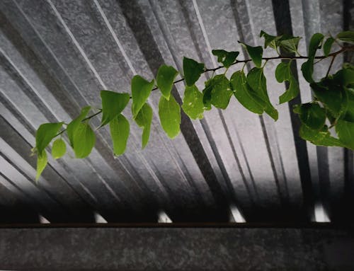 Free stock photo of beam, green leaves, metal