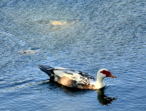 Free stock photo of duck, park, pond