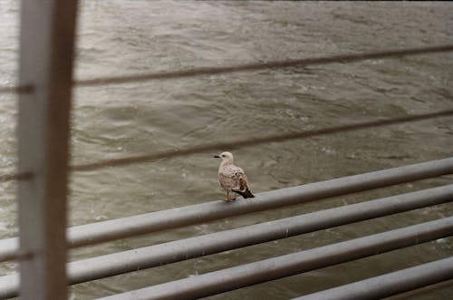 A Bird Perched on a Tube over the River